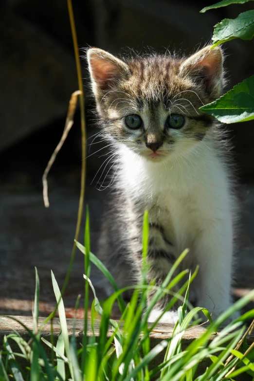 a kitten looks directly at the camera with blue eyes