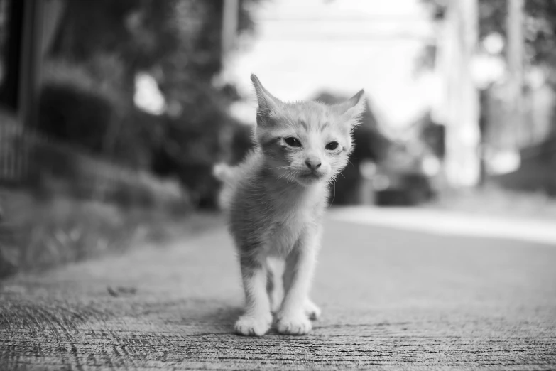 small white kitten sitting on pavement looking at camera