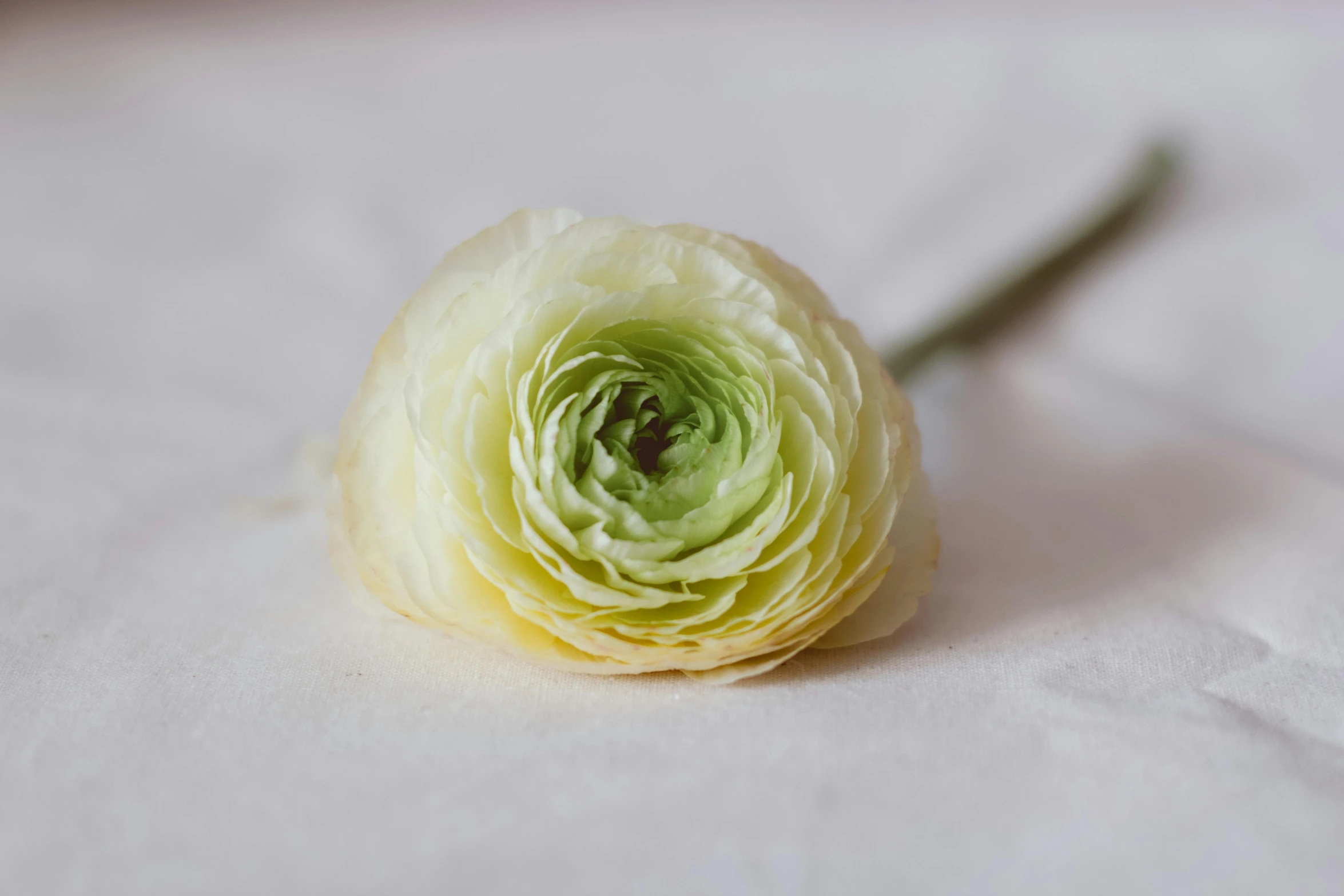 the cabbage is about ready to grow on the table