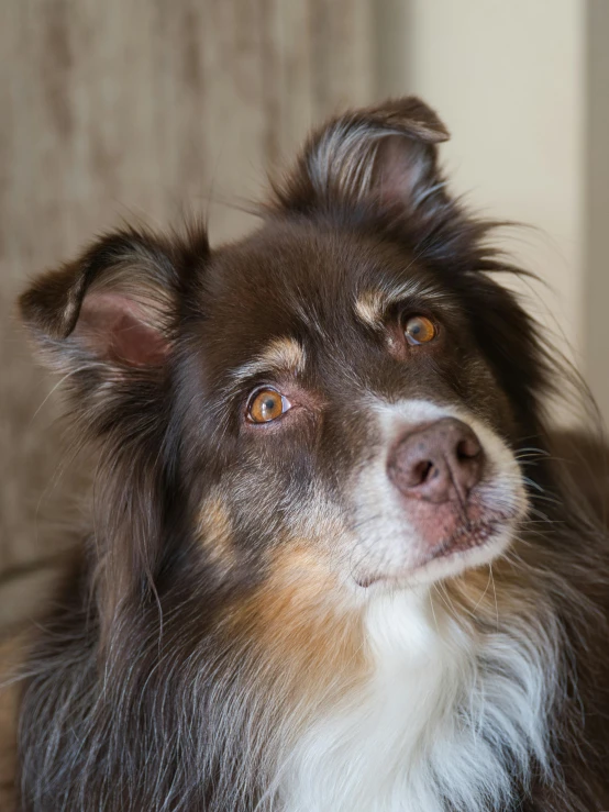 a brown and white dog sitting in front of a wooden wall