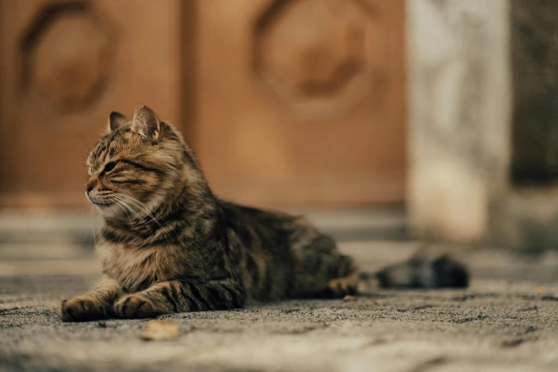 a small brown kitten sits in front of a door