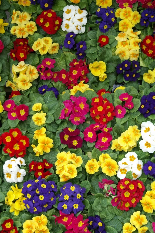 a bunch of flowers sitting in a field