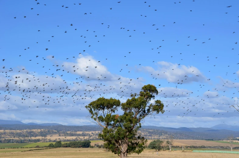 a large flock of birds flying above the forest