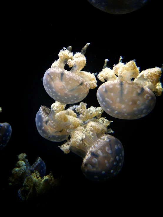 several jelly fish swimming and looking for food