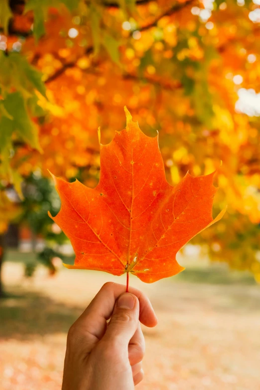 a person's hand holding a leaf that has been partially wilted