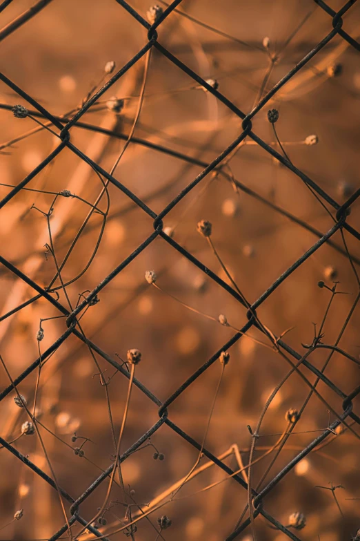 an orange and brown colored background behind a wire fence