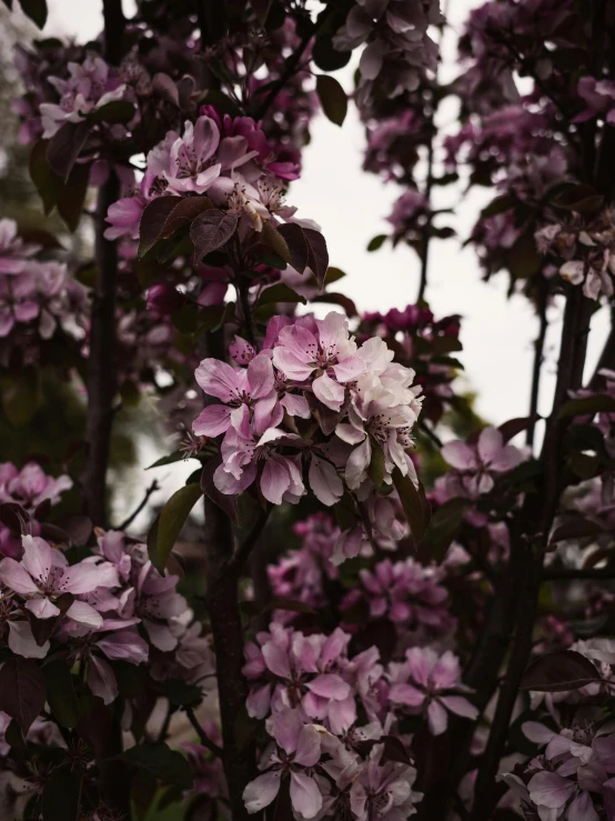 close up of the nches of trees with flowers