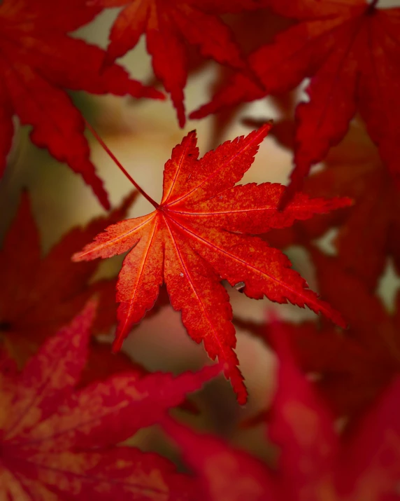 red autumn leaves in soft focus to the left