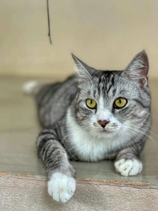 a grey cat laying on top of a floor next to a wall