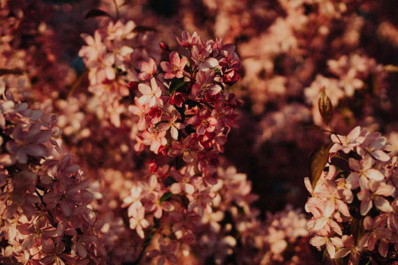 a couple of large pink flowers on top of a bush