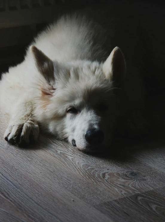 a white dog laying down on a wooden floor