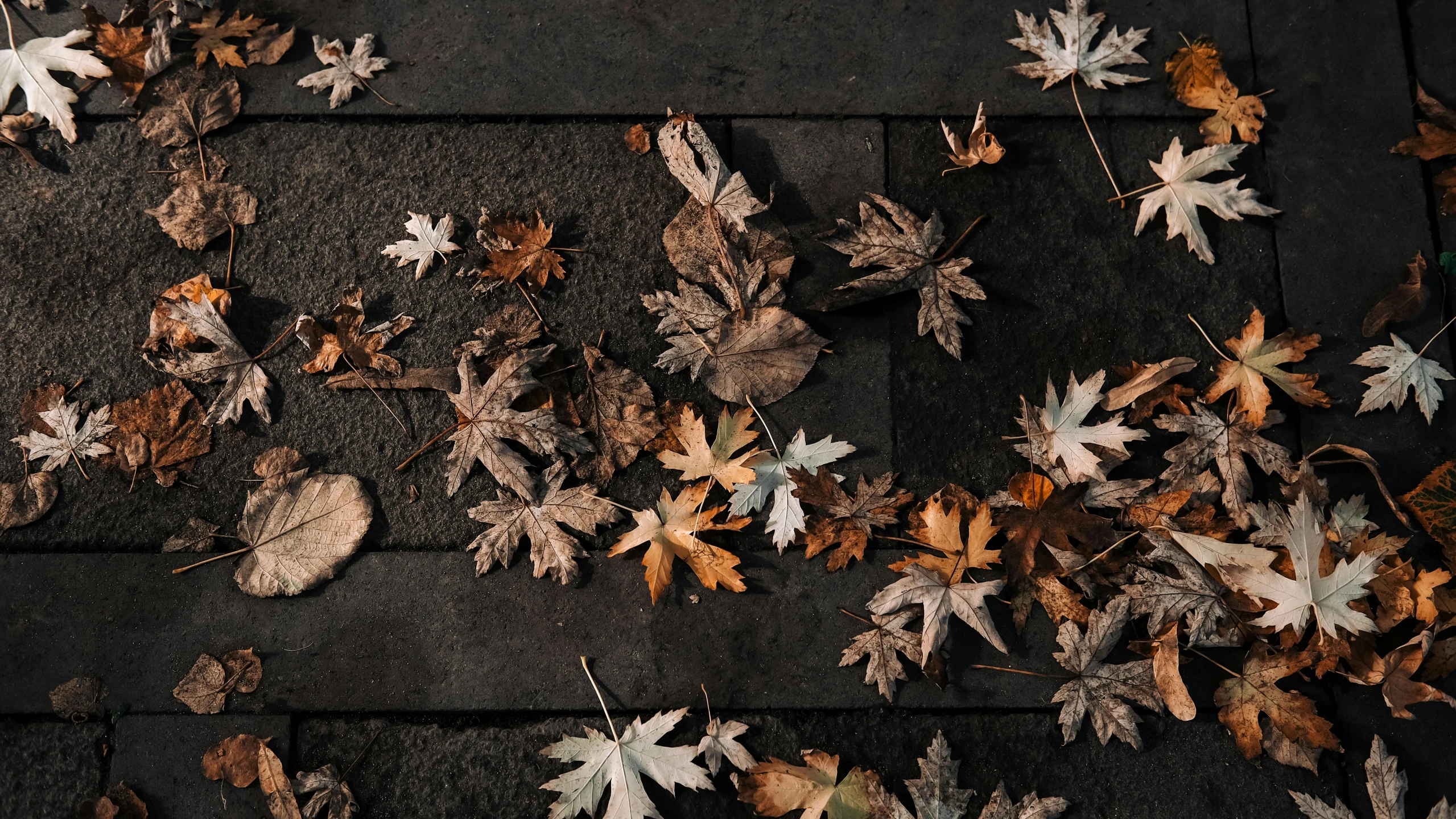 leaves fall on the ground and the pavement