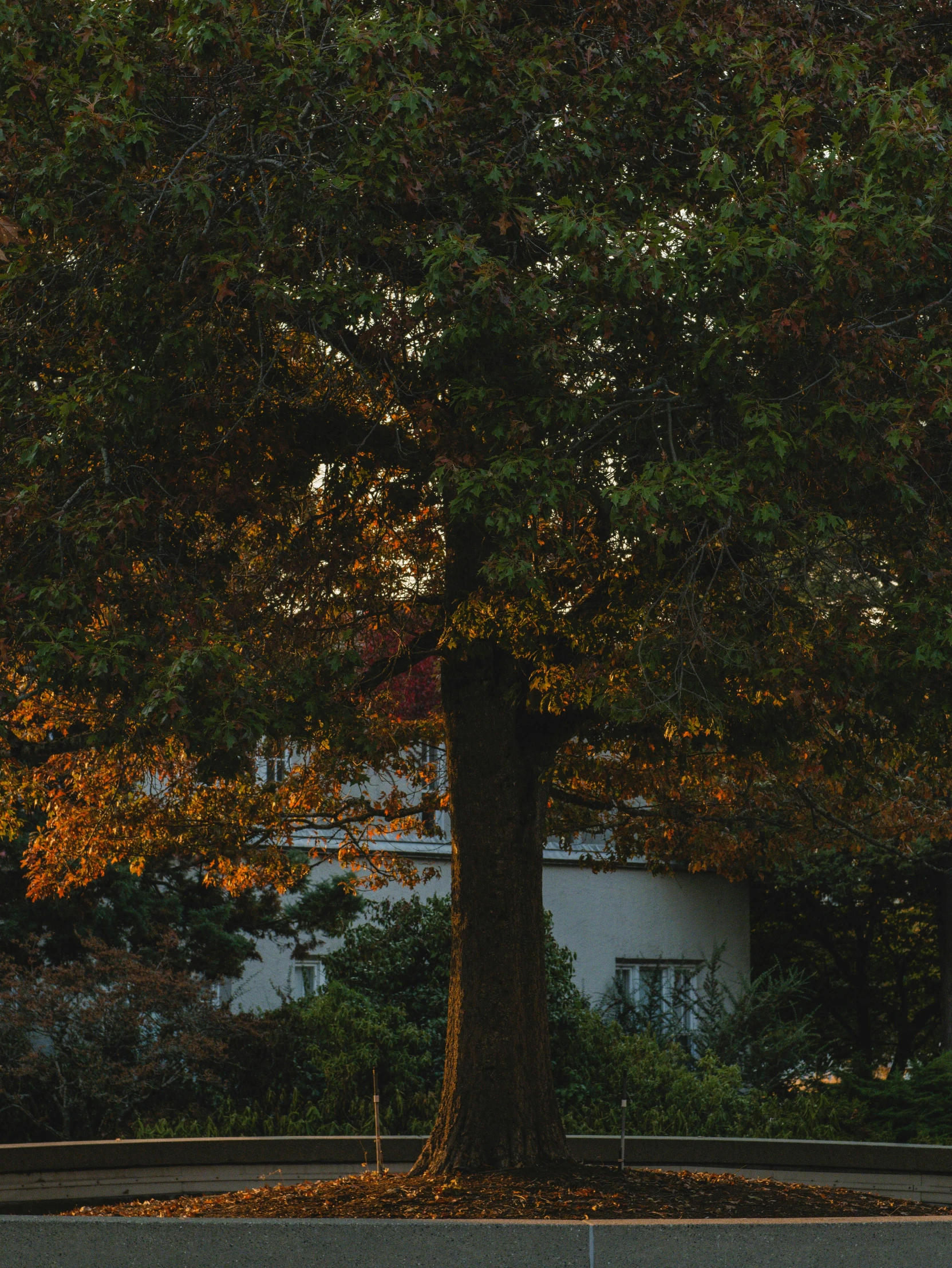 a large tree is in front of a white building