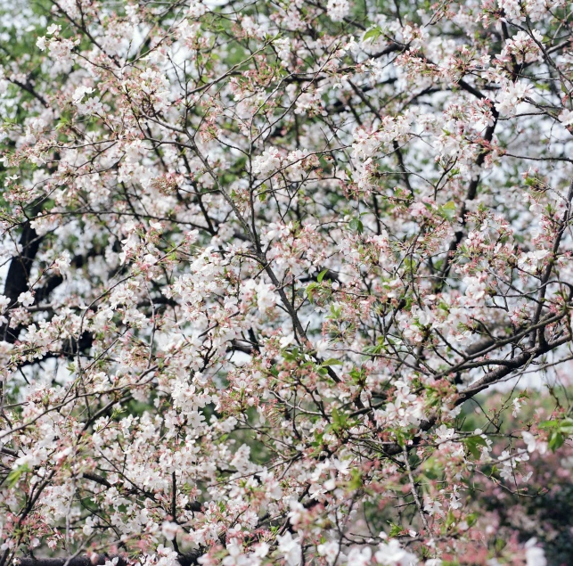 a black bird sitting on top of a tree