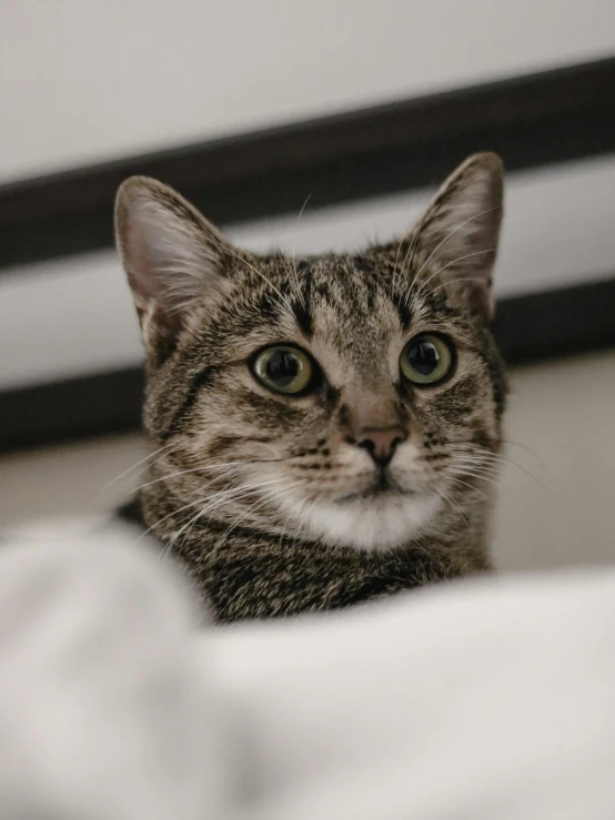 a cat sitting on the bed staring at soing