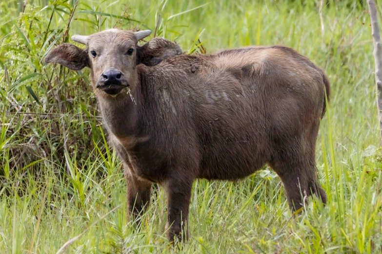 the calf is standing by some weeds looking up