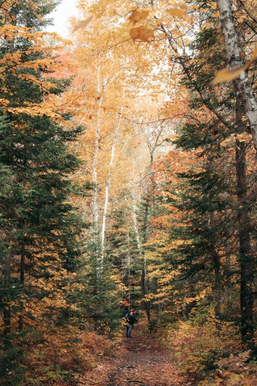 an autumn forest with a person walking on a trail