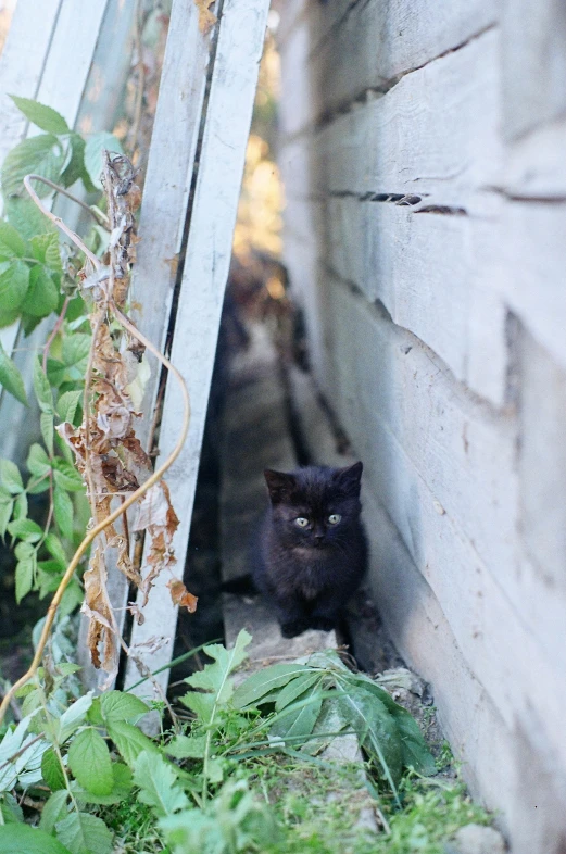 the black cat is looking through the dirty window