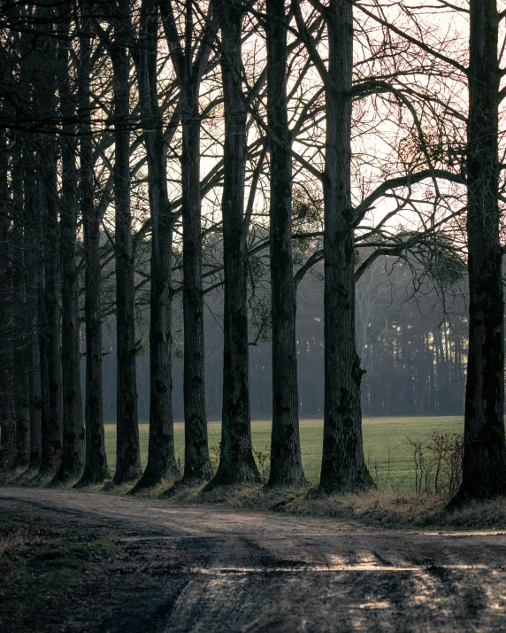 a path in the forest that goes between a field and trees