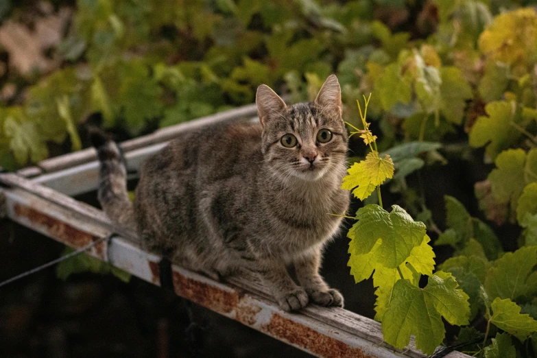 a cat is sitting on the railing of a balcony