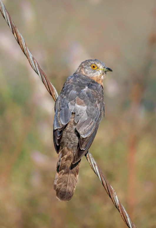 a bird with a yellow eyes is sitting on a twig