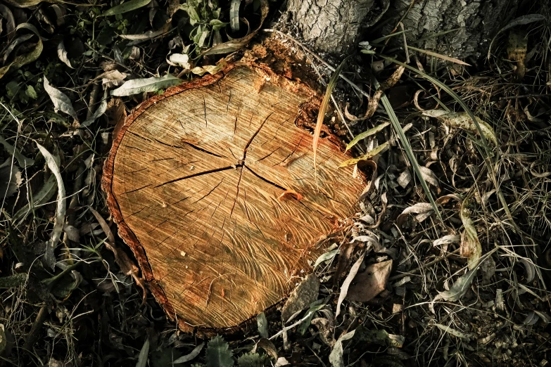 a cut log sitting in the grass