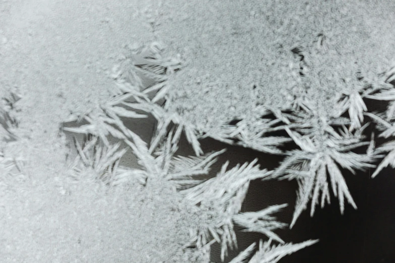 this black and white po has some frosty plants