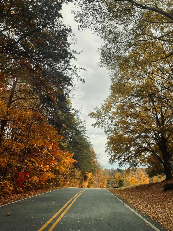 a road lined with trees and autumn leaves