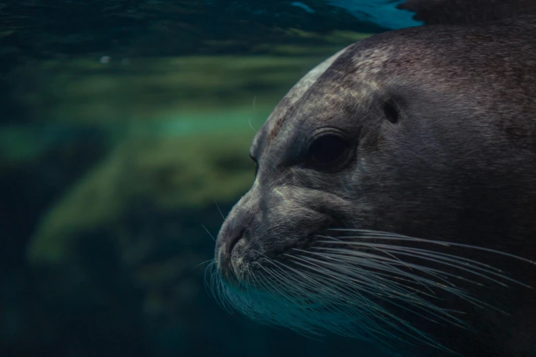 the seal is looking up at the camera