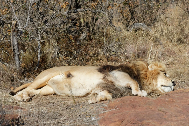 the sleeping lion is relaxing in the sun