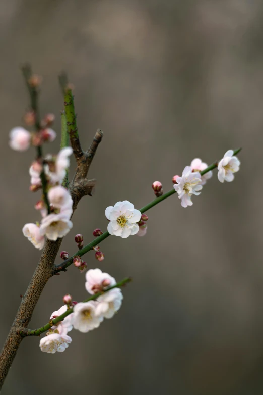 a flower blooming in the midst of a blurry background