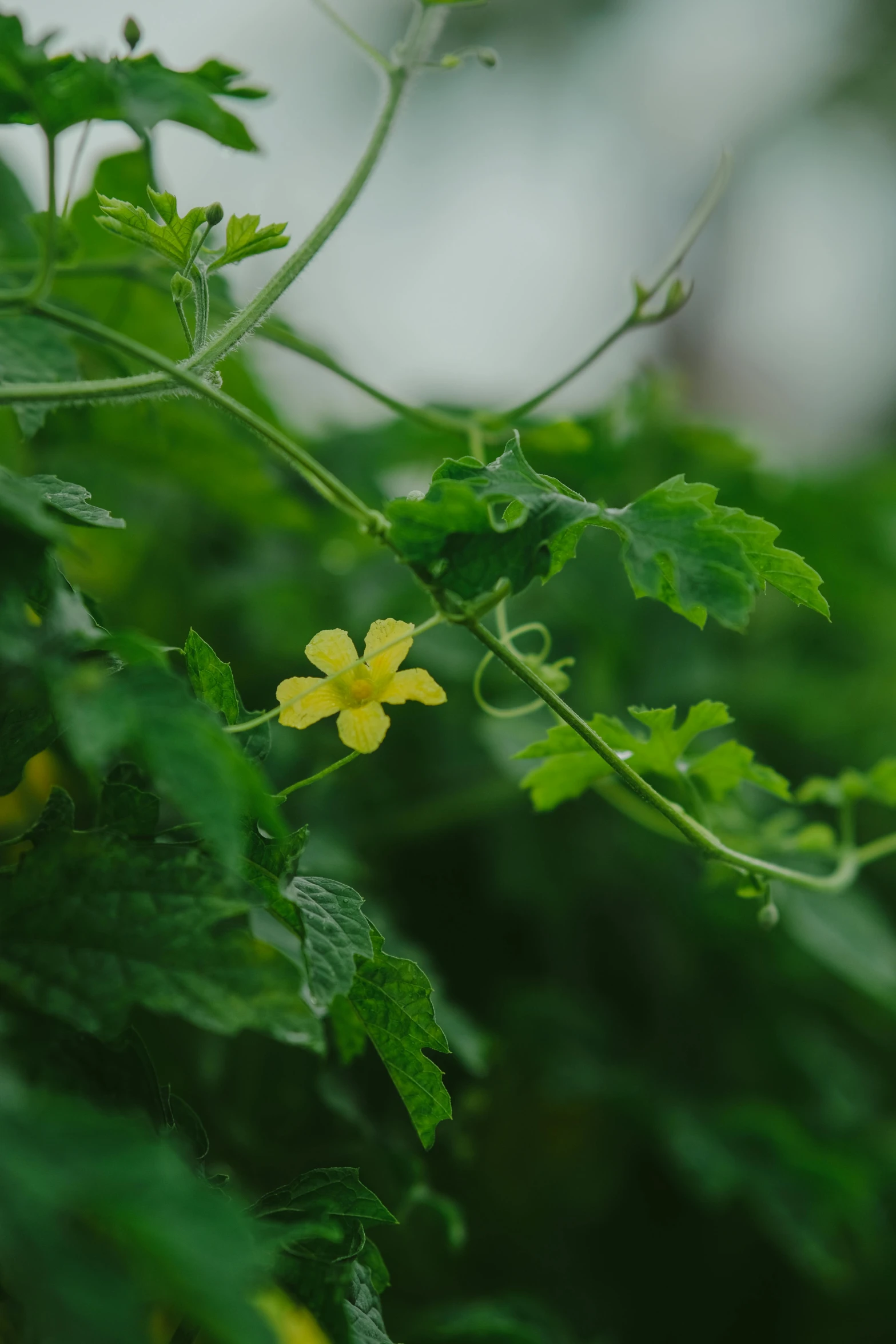 yellow flowers that are sitting on the bush