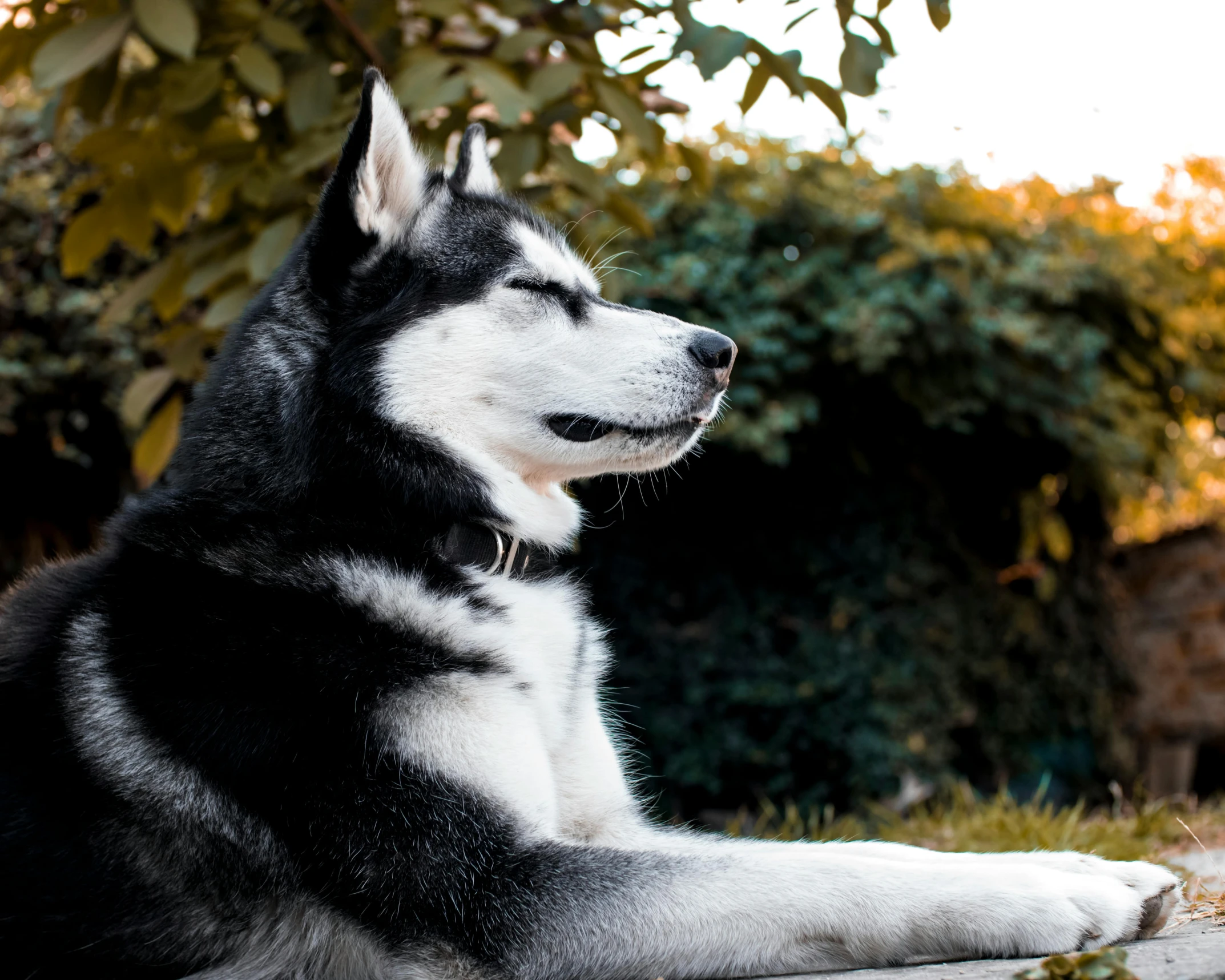 a black and white husky dog sits outdoors