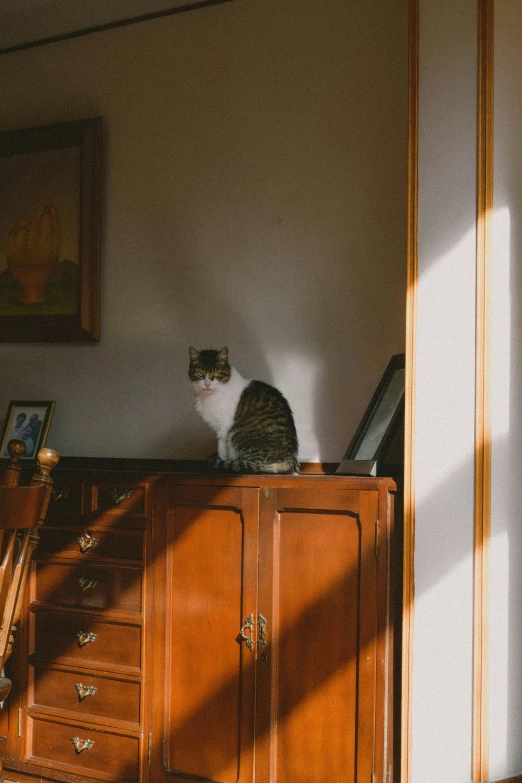a cat is on top of a dresser in the corner
