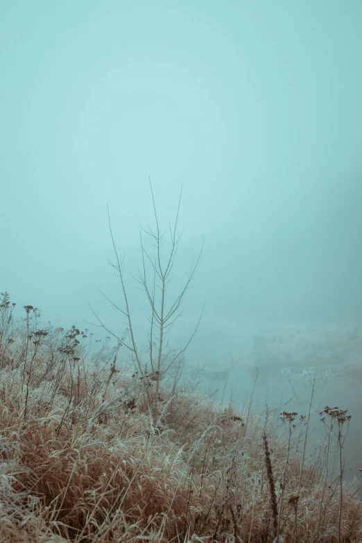 some bare nches sitting on top of a hill in the mist