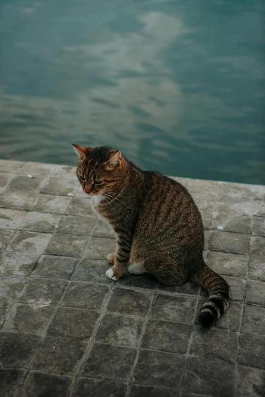 a cat is sitting on the ground by a water