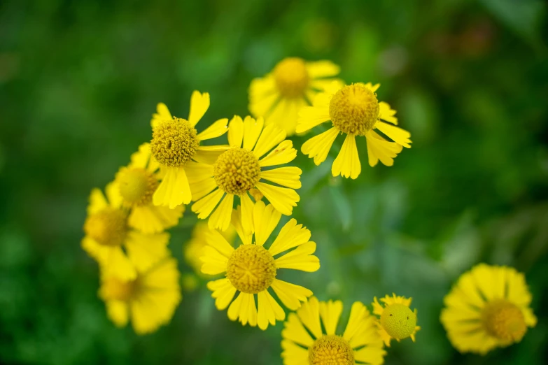 the yellow flowers are blooming near grass