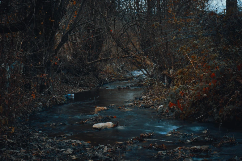 a stream in a wooded area, covered with leaves and trees