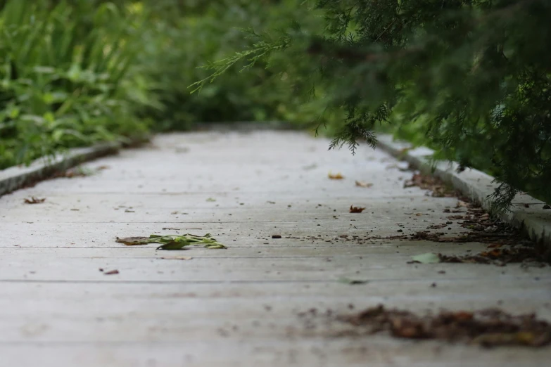 a close up of leaves on the ground near trees