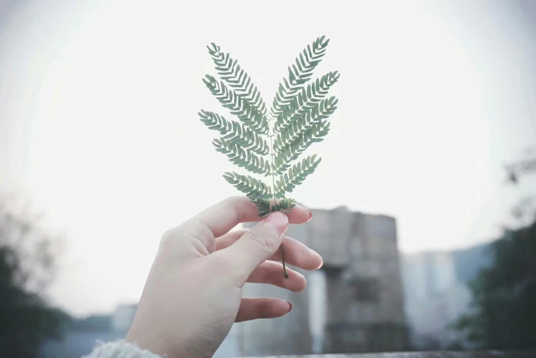 person holding an object with a leaf sticking out of it