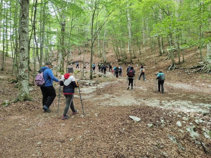 some people walking in the woods with backpacks