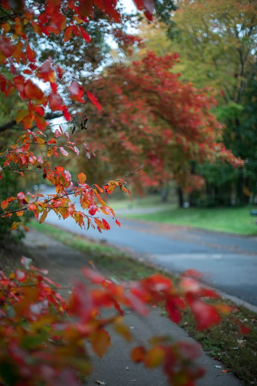 trees with colorful leaves in fall color along a road