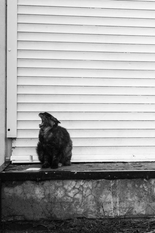 a cat that is sitting by a door