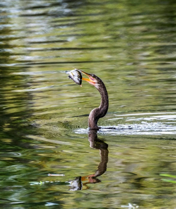 a bird swimming with a fish in its mouth