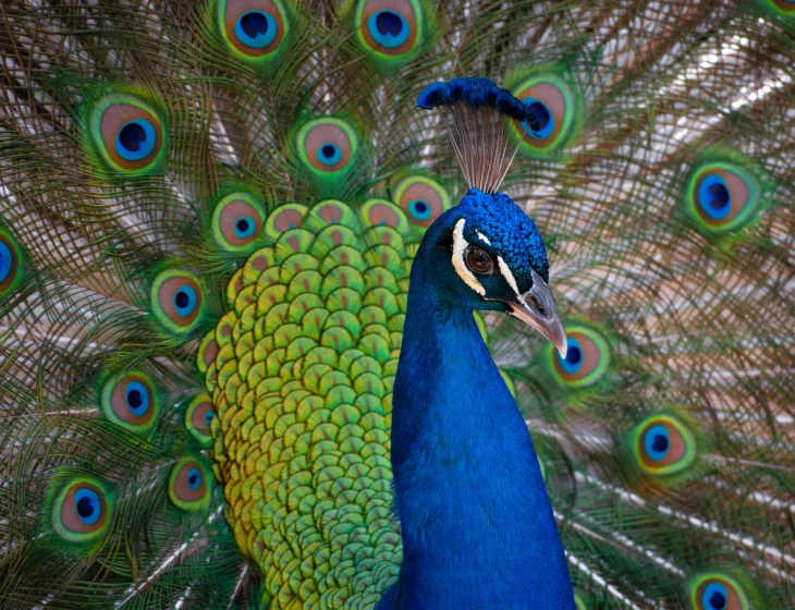 a peacock displaying its feathers fully displaying its colorful plumage