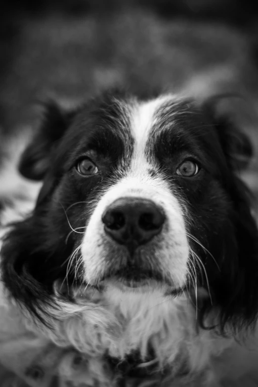 black and white po of a dog's face