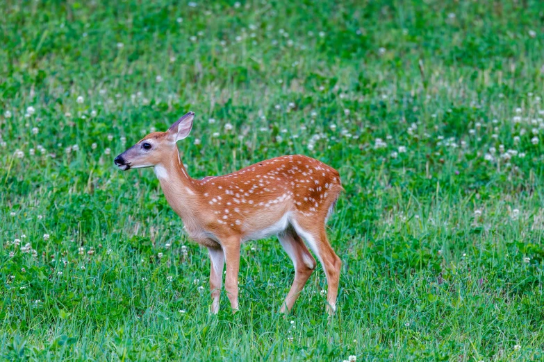 young deer in grassy field with small flowers