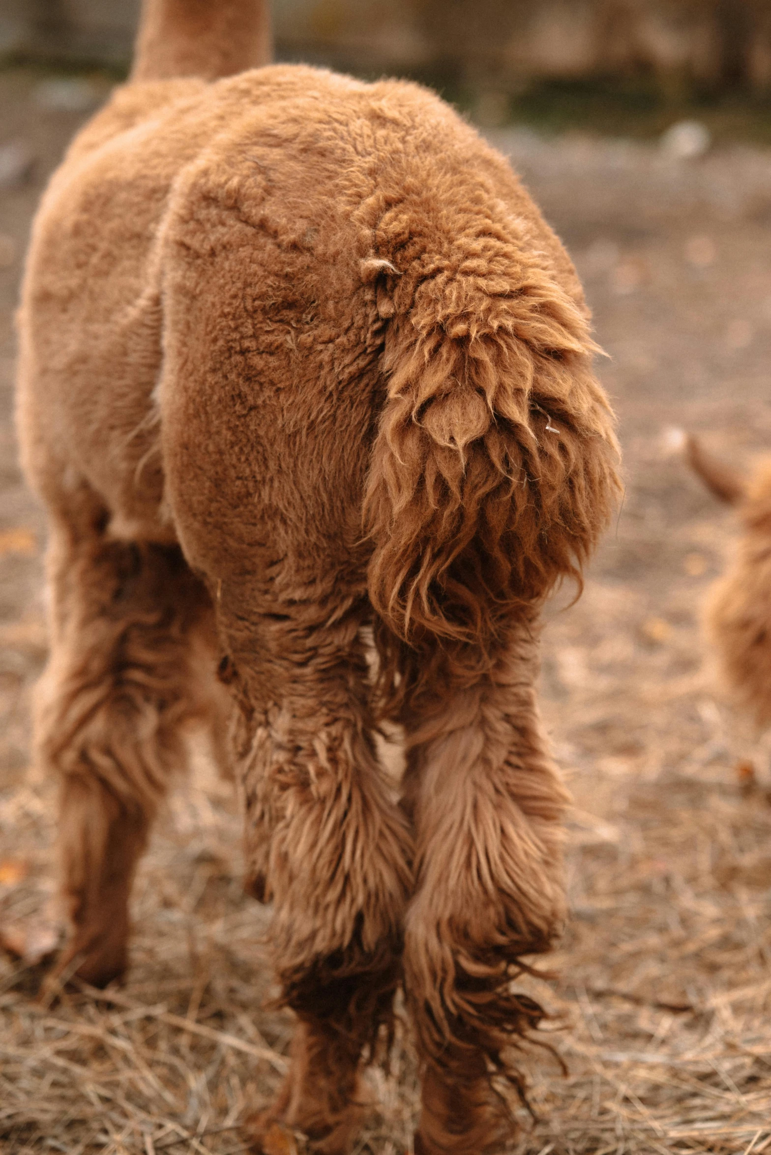 two young baby llamas in a field