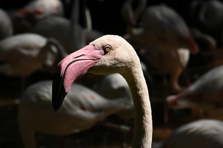 an exotic flamingo staring at the camera with the flock in the background