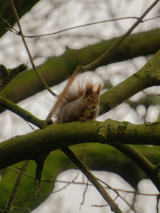 there is a small rodent in the tree